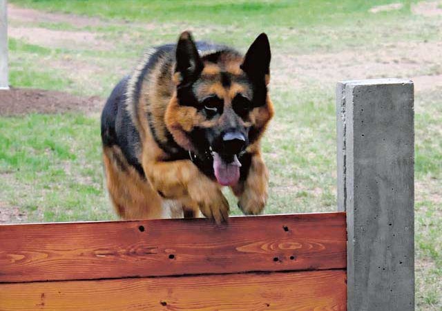 Handlers care for Airmen of a different breed