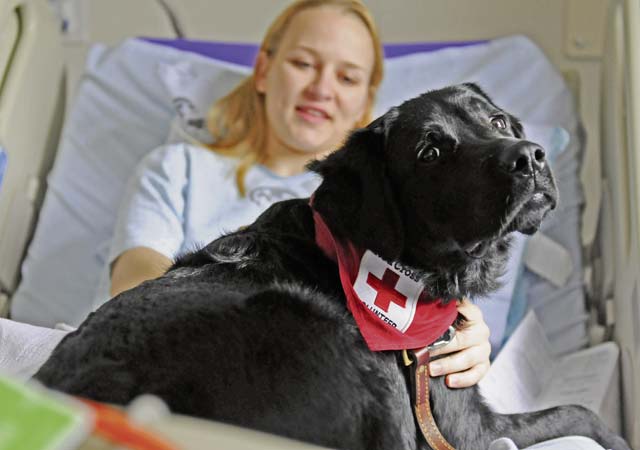 Photo by Airman 1st Class Holly MansfieldCpl. Caitlin Thompson, reservist with the 450th Military Police Squadron at Landstuhl Regional Medical Center, spends time with Tank while she receives treatment for injuries sustained while deployed to Kuwait during a Pets and Warriors visit Sept. 18, 2013. The PAW program allows volunteers and their pets to visit wounded warriors to boost morale. 