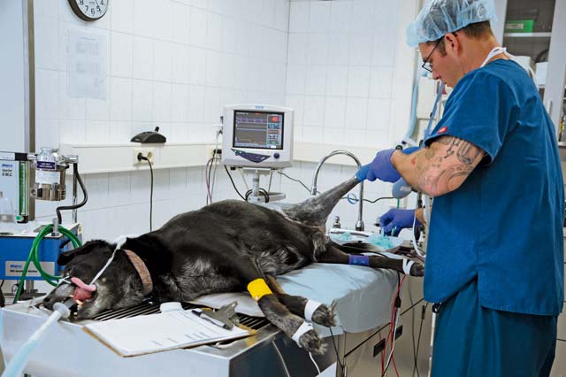 Spc. Matthew Huggett, Public Health Command District-Northern Europe, Dog Center Europe military working dog program Soldier in charge, shaves and cleans Duke’s leg before surgery June 4 on Pulaski Barracks. The vet clinic sees more than 40 clients a day and does more than 300 vaccinations in a month, making it the second busiest vet facility overseas.