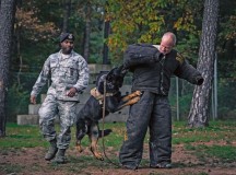 Photo by Senior Airman Jordan CastelanChief Master Sgt. Frank H. Batten III, 86th Airlift Wing command chief, is apprehended by Brutus, an 86th Security Forces Squadron military working dog, in a demonstration showcasing the capabilities of 86th SFS MWD handlers Oct. 28 on Ramstein. Dogs have been used in conjunction with military forces for centuries and are prized for their abilities to detect, discover and detain hostile forces.