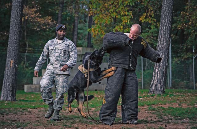Photo by Senior Airman Jordan CastelanChief Master Sgt. Frank H. Batten III, 86th Airlift Wing command chief, is apprehended by Brutus, an 86th Security Forces Squadron military working dog, in a demonstration showcasing the capabilities of 86th SFS MWD handlers Oct. 28 on Ramstein. Dogs have been used in conjunction with military forces for centuries and are prized for their abilities to detect, discover and detain hostile forces. 