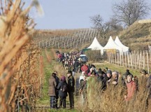 Courtesy photosThe red wine hike leads hikers from the Freinsheim town hall to a vineyard among food and beverage stands Jan. 23 to 25.