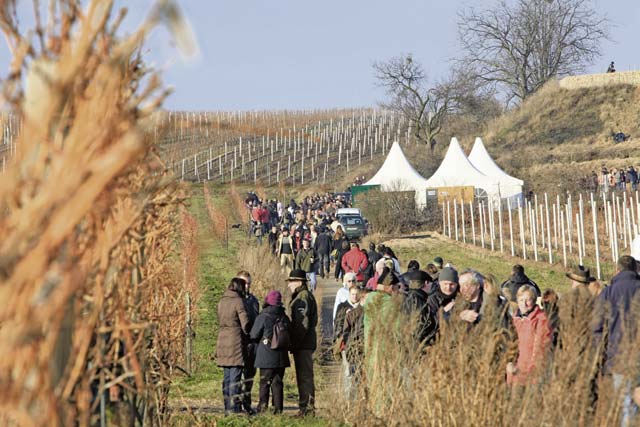 Courtesy photosThe red wine hike leads hikers from the Freinsheim town hall to a vineyard among food and beverage stands Jan. 23 to 25.