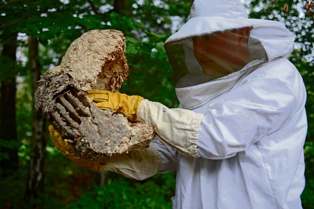 Photo by Airman 1st Class Michael StuartSenior Airman Jonathan Roland, 786th Civil Engineer Squadron pest management journeyman, handles a wasp’s nest July 29, 2014, on Ramstein. Pest management conducts base-wide inspections and preventative maintenance and gets rid of unwanted pests on the installation.