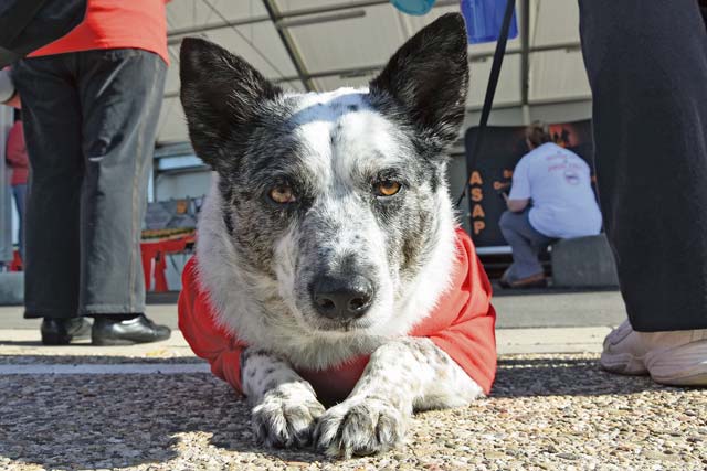 Photo by Rick ScavettaA family brings their dog with them to the 5K Red Ribbon Zombie Run. At least one cat also attended. The event kicked off next to the Sembach Community Activity Center. After runners and walkers registered, they received a T-shirt that said “Never High, Always Fly.”