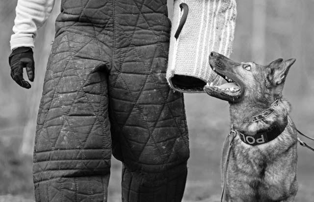 Charlie, 86th Security Forces Squadron military working dog, watches Staff Sgt. Lance Oaks, 86th SFS MWD trainer, during command  training on Ramstein. Training involves various scenarios from detecting ordnances and narcotics to chasing a threat, ensuring the K-9 and handler are ready for any situation.