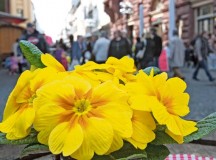 Photos by City of Kaiserslautern
Primroses will be given out to shoppers during the “Lautern bursts into bloom” Saturday. The spring market continues Sunday with open stores from 1 to 6 p.m.