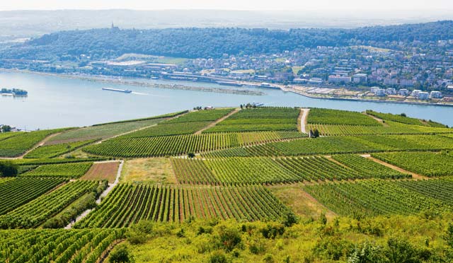 Courtesy photoThe vineyards around Rüdesheim