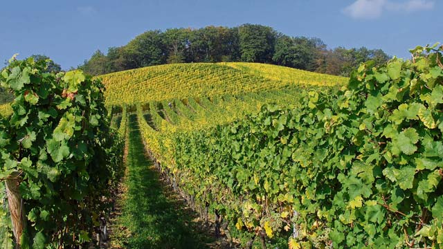 Courtesy photoThe Rheinsteig offers paths through Rheingau vineyards.