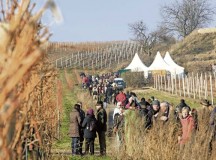 Freinsheim conducts annual winter red wine hike