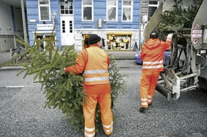 Courtesy photoWorkers pick up Christmas trees in the new year to make compost.