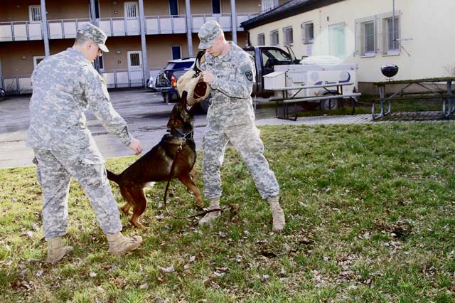 Photo by Staff Sgt. Christina J. TurnipseedPfc. Jacob Yeager (left) and Pfc. Nicholas Milano, 131st Military Working Dog Detachment, conduct a bite demonstration with Leo, a military working dog, Feb. 12 in Ansbach, Germany.