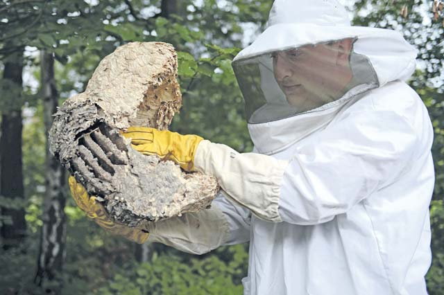 Photo by Airman 1st Class Michael Stuart  Senior Airman Jonathan Roland, 786th Civil Engineer Squadron pest management journeyman, handles a wasp’s nest July 29 on Ramstein. Pest management conducts base-wide inspections, preventative maintenance and gets rid of unwanted pests on the installation. 