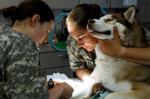 Spc. Nicole Lamanna, animal care specialist, (Left) and Army Veterinarian Capt. Lindsey Day, both of the 64th Medical Detachment (Veterinary Services) prepare their furry patient for surgery as part of their predeployment training 24 July at Pulaski Barracks.