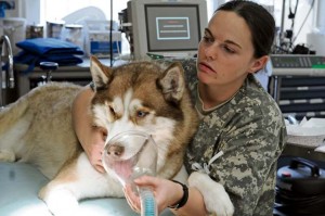 Spc. Nicole Lamanna, animal care specialist, 64th Medical Detachment (Veterinary Services) prepares a furry patient for surgery as part of her predeployment training 24 July at Pulaski Barracks.