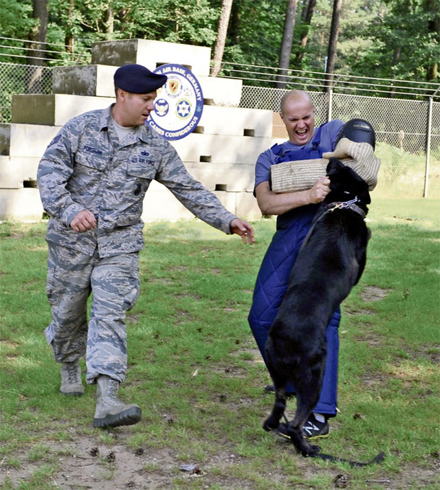 Photo by Airman Dymekre AllenMembers of the 86th Security Forces Squadron K-9 unit train Thursday on Ramstein. During the training, working dogs learned controlled aggression by restraining a fleeing suspect during a simulated  exercise.