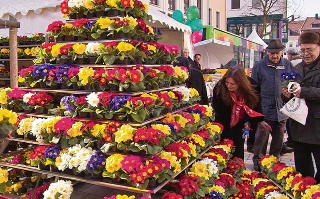 Courtesy photoA primrose pyramid can be found at the spring market in the Kaiserslatuern’s city center at the annual event, Lautern bursts into bloom. 