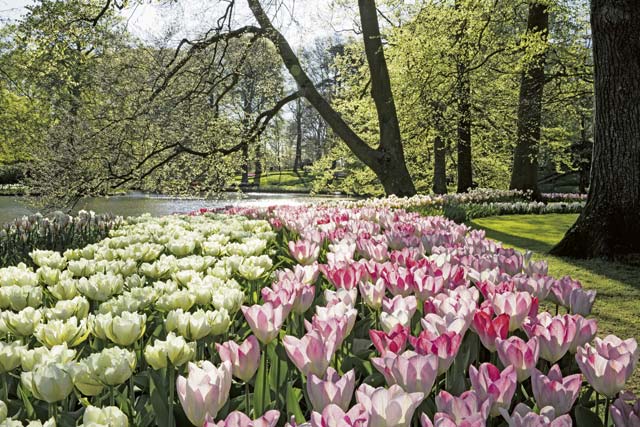 courtesy of Keukenhof Gardens