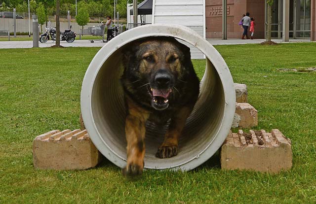 Charone, 86th Security Forces Squadron Military Working Dog, runs through a concrete pipe as part of a MWD demonstration May 9 on Ramstein. The demonstration was one of several events planned in honor of National Police Week.