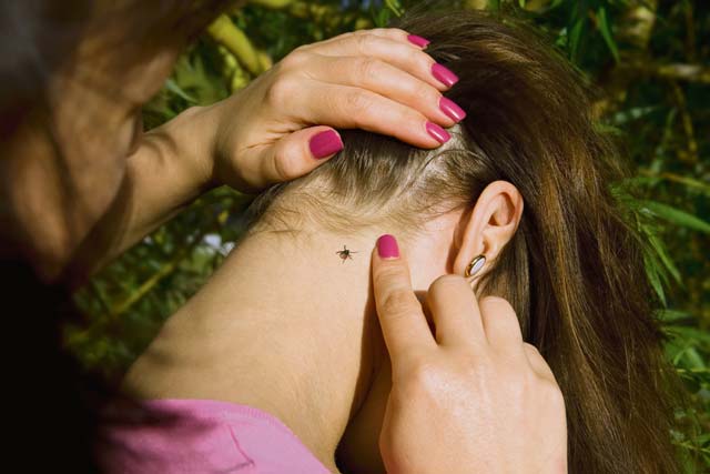 Ticks: preventing tick-borne diseases during summer months