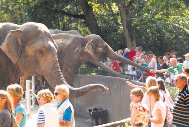 Courtesy photo of Hagenbeck  Visitors admire the elephants at Tierpark Hagenbeck. 