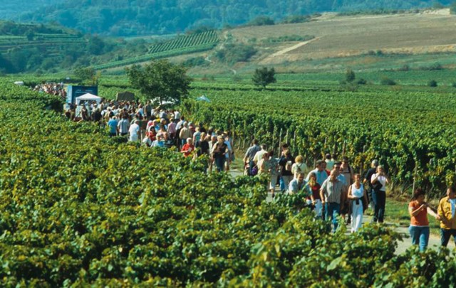 Courtesy photos The culinary walk will lead hikers through the vineyards near Freinsheim. The walk starts tonight and continues Saturday and Sunday.