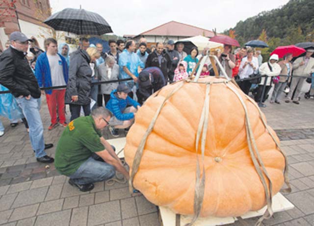 Courtesy photo Pumpkin contest The Gartenschau Kaiserslautern presents the Seventh Rheinland-Pfalz Pumpkin Weighing Championship at 1 p.m. Sunday near the Gartenschau Kaiserslautern entrance. Breeders will present their pumpkins, and besides the heaviest, the nicest pumpkin will also be awarded. For more information, visit www.gartenschau-kl.de.