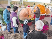 Courtesy photo
Gartenschau ‘slaughters’ pumpkins
The Gartenschau Kaiserslautern will “slaughter” or break apart pumpkins that won the recent pumpkin weighing championship at 1 p.m. Sunday. Visitors can get parts of the inside pumpkin meat as well as seeds. The pumpkin display under the motto “sports” will continue through Oct. 31, when the park will close. For details, visit www.gartenschau-kl.de.