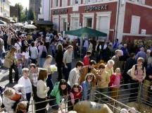 Photos by Stefan Layes
The farmers market will present animals Sunday in Ramstein-Miesenbach.