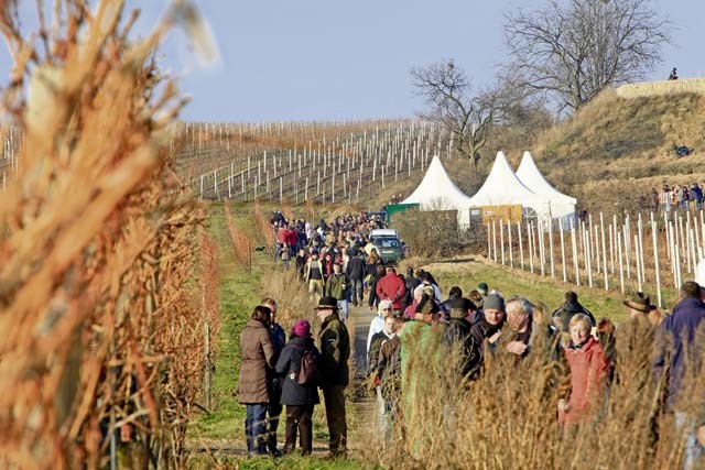 Courtesy photo Participants of the red wine hike in Freinsheim walk through the vineyards passing several food and beverage stations. The event takes place today, Saturday and Sunday.