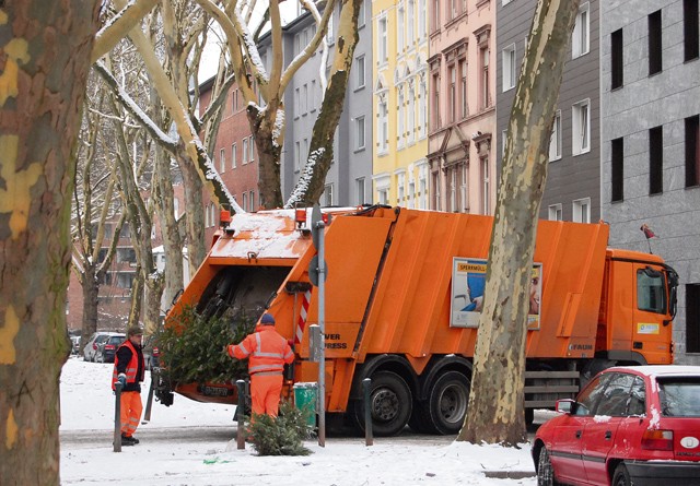 Courtesy photo Waste collection companies pick up Christmas trees, which residents have to place in front of their homes at the edge of the road. All decorations must be removed to be able to compost the trees.