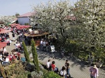 Courtesy photoThe blossom fest in Freinsheim features culinary specialties, wine tastings and guided hikes through the vineyards Saturday and Sunday.