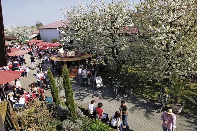 Courtesy photoThe blossom fest in Freinsheim features culinary specialties, wine tastings and guided hikes through the vineyards Saturday and Sunday.