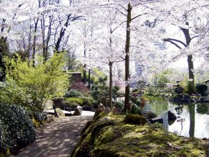 Courtesy photoTrees bloom in Japanese Garden Cherry trees are currently in blossom at the Japanese Garden in Kaiserslautern. There are ponds with kois, waterfalls, an authentic teahouse, a Zen and mountain garden and stages for performances. Tickets cost €5.50 for adults and €3.50 for students ages 17 to 25 years old. Visitors who have a ticket to the Gartenschau just pay an additional €2.50 to get admitted. The Japanese Garden is located at Am Abendsberg 1. For details, visit  www.japanischergarten.de.