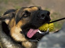 Rogo, 86th Security Forces Squadron military working dog in training, pulls on a toy July 12 on Ramstein. Rogo arrived at Ramstein June 29 from training and must undergo a 90-day trial period to ensure he has what it takes to be an MWD.