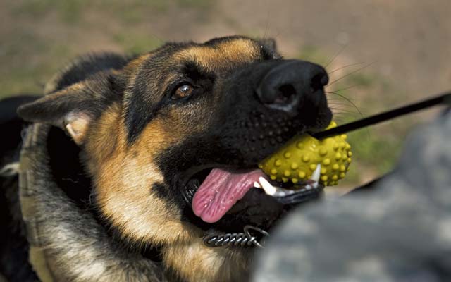 Rogo, 86th Security Forces Squadron military working dog in training, pulls on a toy July 12 on Ramstein. Rogo arrived at Ramstein June 29 from training and must undergo a 90-day trial period to ensure he has what it takes to be an MWD.