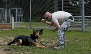 Staff Sgt. Lance Oakes, 86th Security Forces Squadron military working dog trainer supervisor, holds up a ball for Rogo, 86 SFS MWD in training, July 12 on Ramstein. Rogo is a brand new MWD out of Lackland Air Force Base, Texas, who arrived at Ramstein June 29.