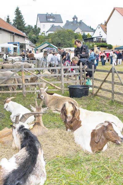 Visitors can watch animals at the annual farmers and arts and crafts market Sunday in Berglangenbach.