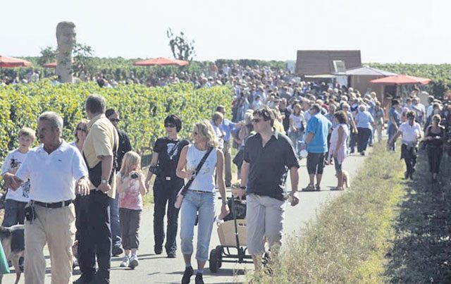 Participants of the culinary wine hike enjoy walking through the vineyards. This year’s hike is scheduled today through Sunday in Freinsheim.