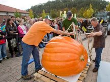 Courtesy photo
Pumpkin weighing championship
Just like in 2015, the Gartenschau Kaiserslautern offers its annual Rhineland-Palatinate Pumpkin Weighing Championship at 1 p.m. Sunday near the entrance. Pumpkin breeders show off and weigh their pumpkins. Prizes are awarded to the heaviest and nicest-looking pumpkins. The pumpkin display, under the motto “Royal,” continues through the end of the season, Oct. 31. The Gartenschau, also known as dino park, is open 9 a.m. to 7 p.m. daily. For more information, visit www.gartenschau-kl.de.