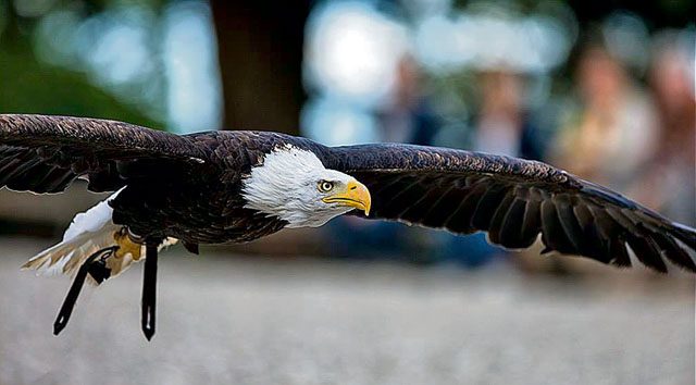 Birds of prey are being presented in a falconer show during “Zoo Day” Sunday at the Siegelbach Zoo.