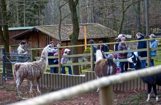 Families can have fun watching animals at the Siegelbach Zoo during “Zoo Day” Sunday.