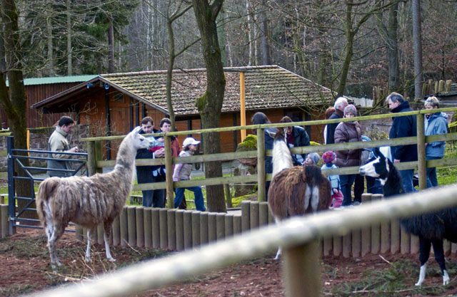 Siegelbach Zoo Hosts Zoo Day Sunday Kaiserslautern American