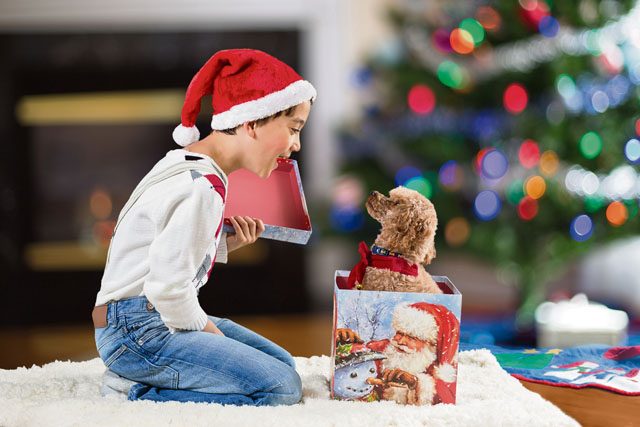 Photo by Romiana Lee /Shutterstock.com Puppies should not be found under the Christmas tree unless the buyer has followed some tips as to how to make the right choice.
