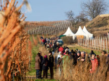Courtesy photo
Hikers walk on a hiking path along vineyards during the red wine hike taking place today, Saturday and Sunday in Freinsheim.