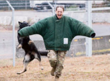 Photo by Maj. Chris Angeles
Military working dog Dark with the 100th Military Working Dog Detachment, 92nd Military Police Company, takes a bite out of Maj. Linda C. Benavides, general surgeon and team chief of the 67th Forward Surgical Team, during a military working dog demonstration Dec. 22, 2016. Dark died Feb. 9 of complications from cancer. During Dark's career, he was assigned to the 529th Military Police Company in Wiesbaden, the 92nd Military Police Company and the 525th Military Working Dog Detachment in Baumholder, and finally the 100th MWD Det. in Stuttgart then later Miesau, Germany.