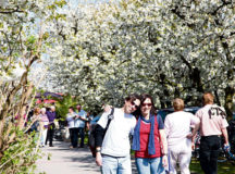 Courtesy photos
Visitors of the blossom fest enjoy a hike along the blooming trees Saturday and Sunday in Freinsheim along the German Wine Street.