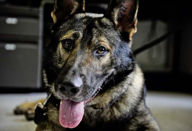 Army, Air Force band together for Airman’s best friend