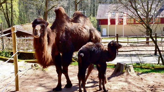 Siegelbach Zoo Hosts Zoo Day Sunday Kaiserslautern American