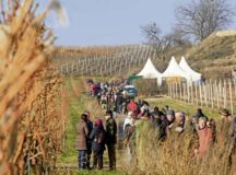 Hikers walk on a hiking path along vineyards during the red wine hike taking place Jan. 26 to 28 in Freinsheim. — Courtesy photos